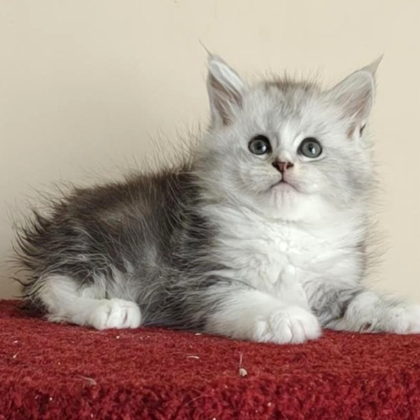 Happy Maine Coon female, black silver ticked tabby with white