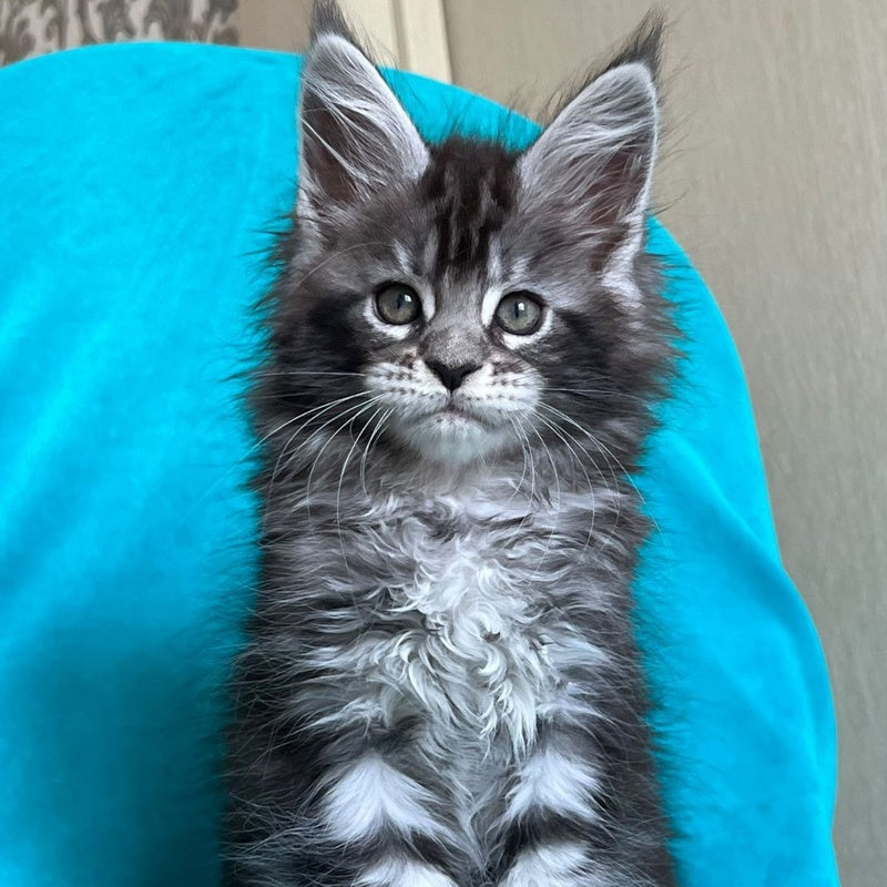 Zabava Maine Coon female, black silver tabby