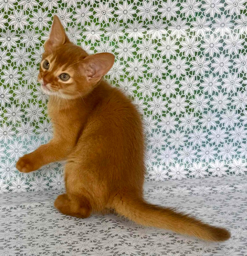 Bastet Abyssinian female sorrel - live animals