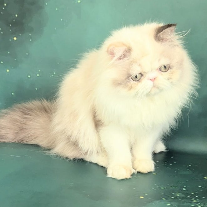 Nelli Persian female, blue tortie pointed bicolour