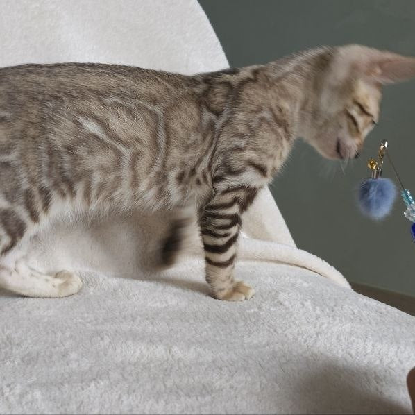 Max Bengal male, seal tabby