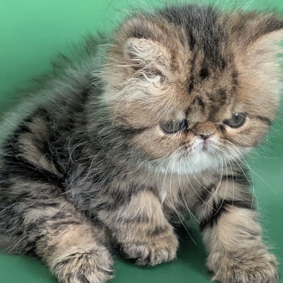 Tiara Persian female, black tabby