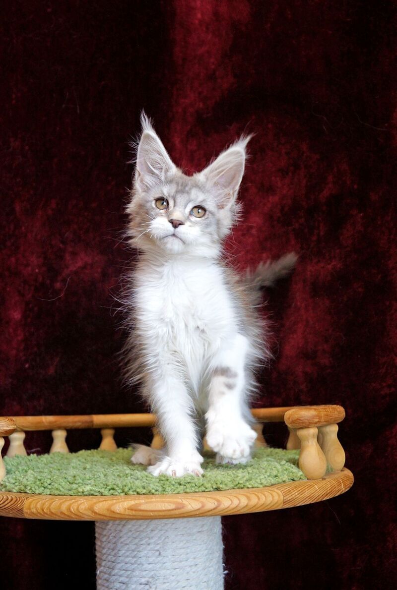 Korol Maine Coon male blue silver bicolour tabby - live animals