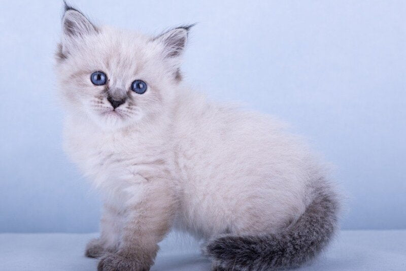 Ivi Siberian female, black tabby pointed