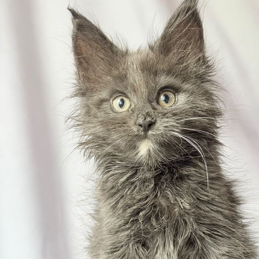 Nigel Maine Coon male, blue with white