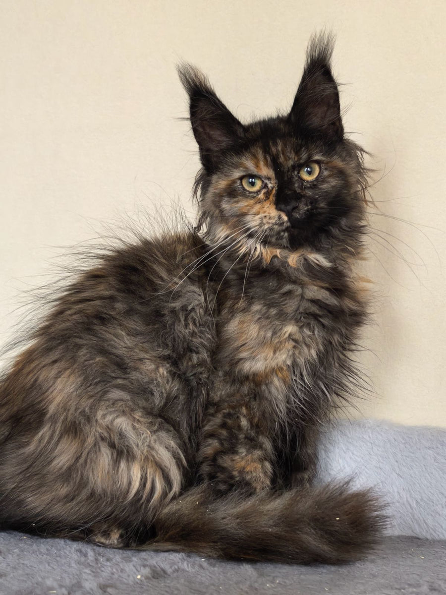 Denise Maine Coon female black tortie - live animals