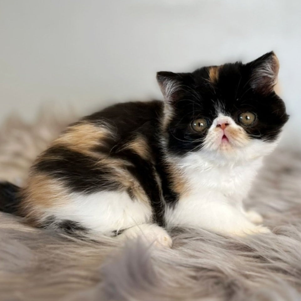 Coco Exotic female, black tortie bicolour