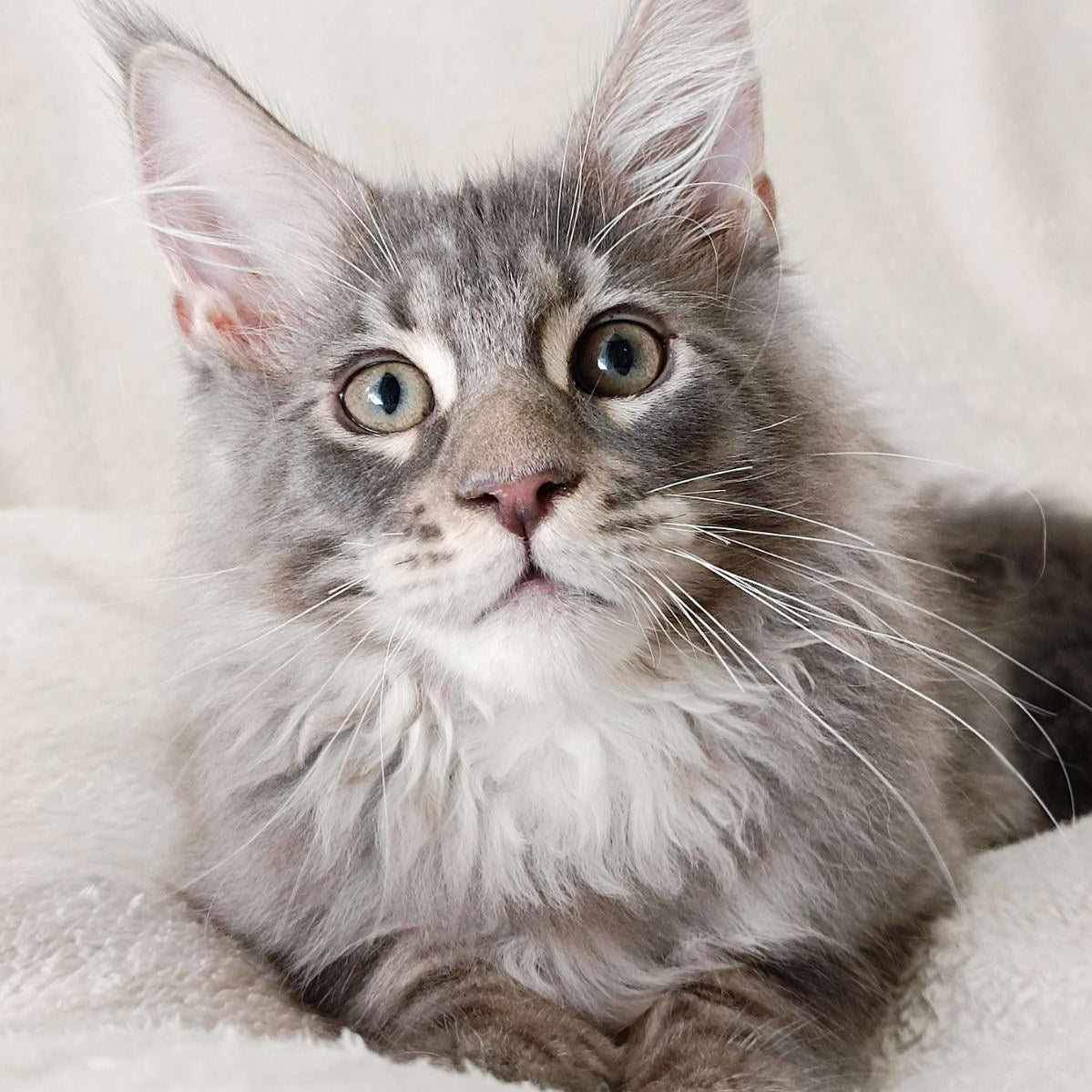 Quester King Maine Coon male, blue tabby