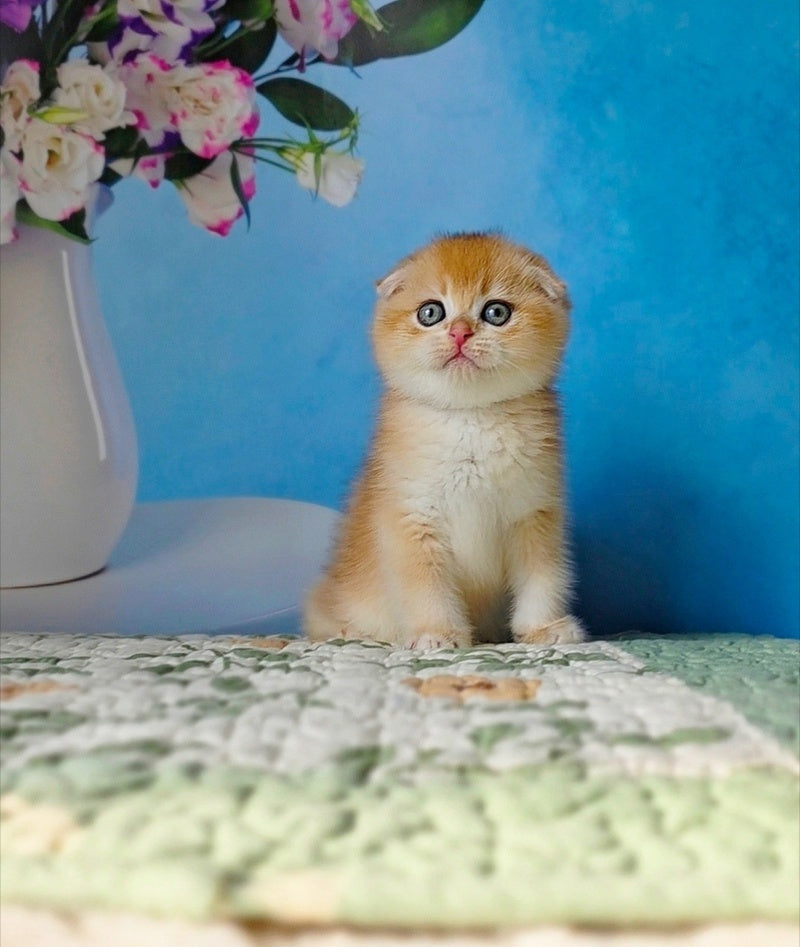 Felix Scottish Fold male, black golden chinchilla