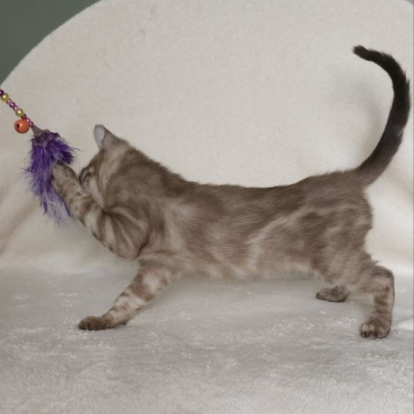 Lika Bengal female, black pointed spotted tabby