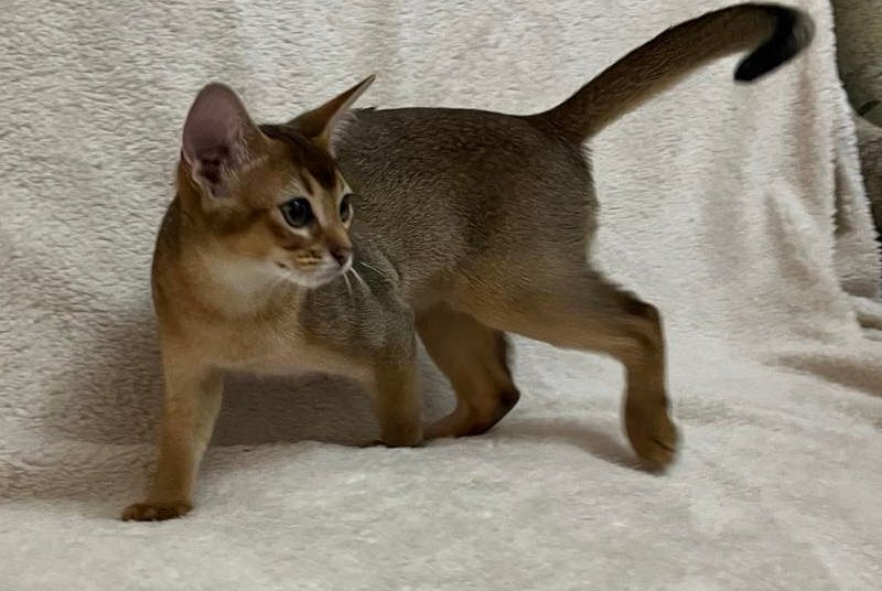 Betti Abyssinian female, black