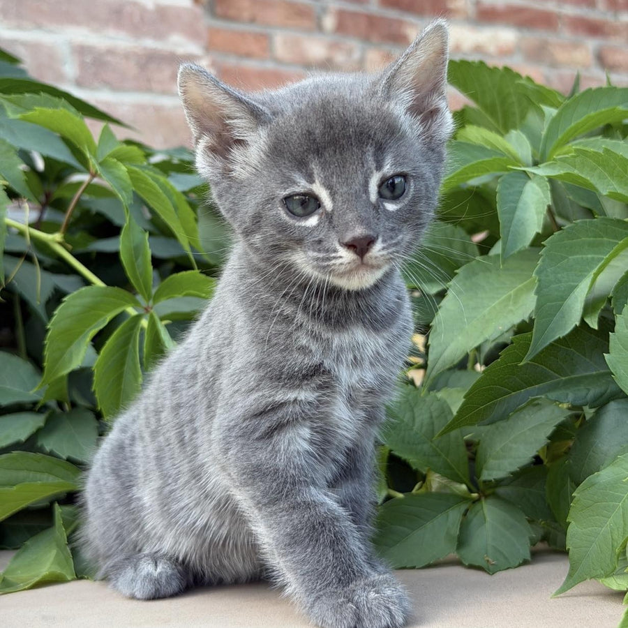 Calvin Bengal male, blue silver spotted tabby