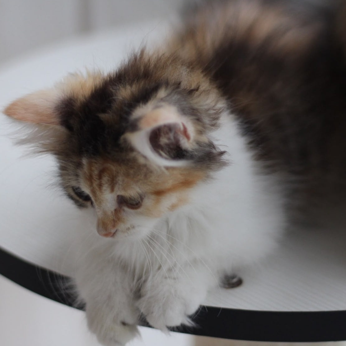 Kvetka Siberian female, black tortie tabby bicolour