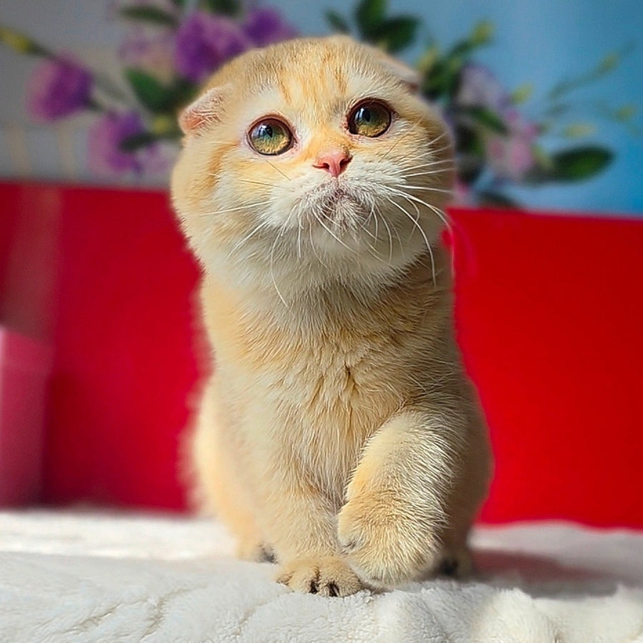 Freya Scottish Fold female, chocolate golden ticked tabby