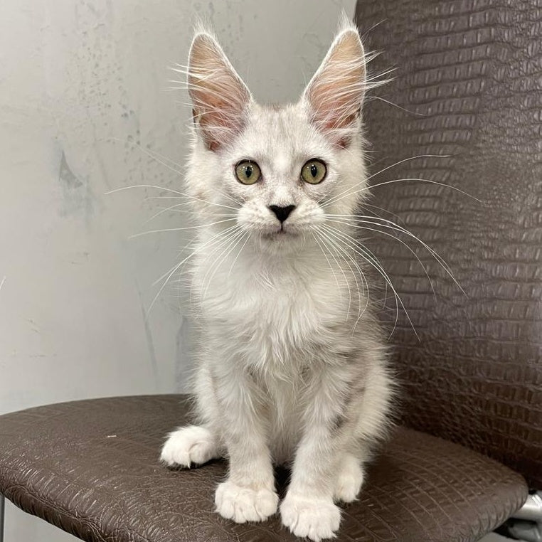 Kira Maine Coon female, black silver bicolour ticked tabby