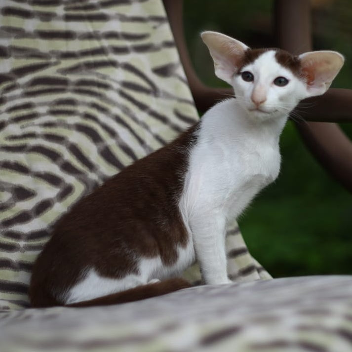 Puri Bembi Oriental Shorthair male, chocolate bicolour