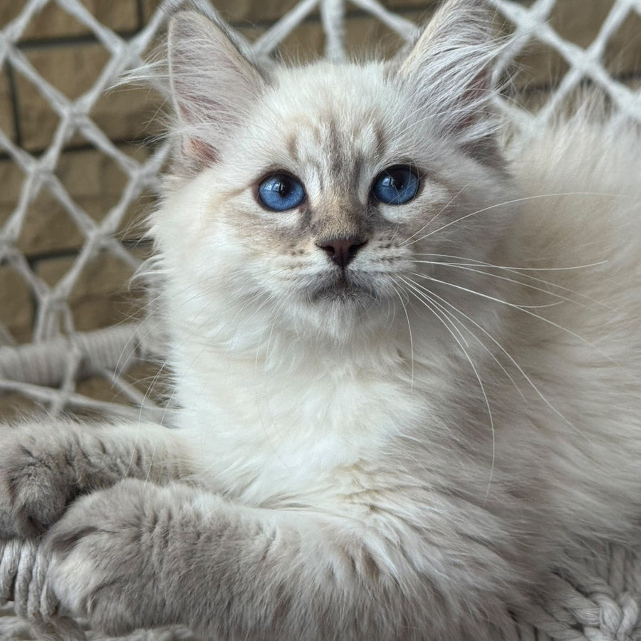 Max Ragdoll male, blue pointed