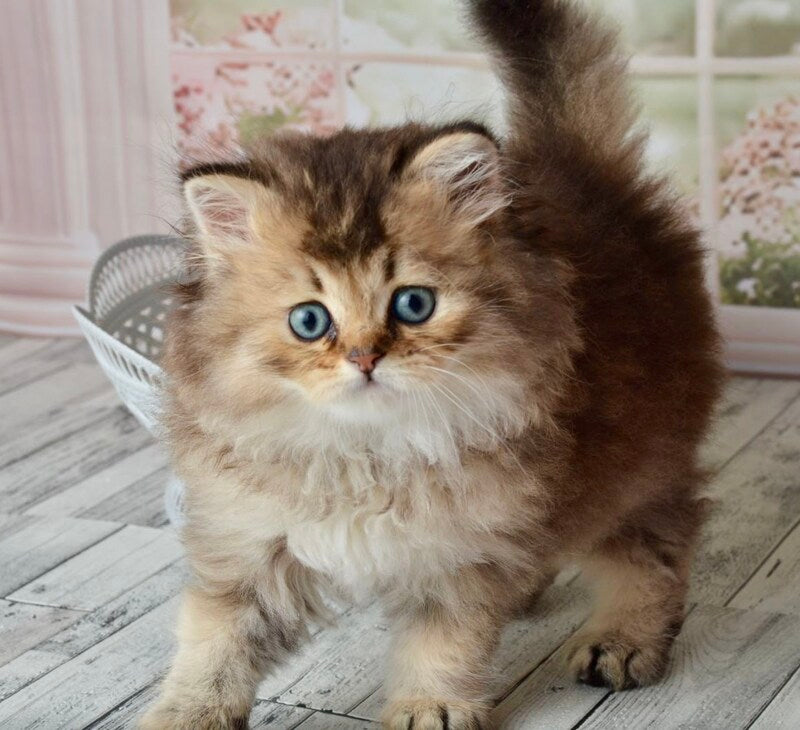 Tony Scottish Straight male black golden ticked tabby - live animals