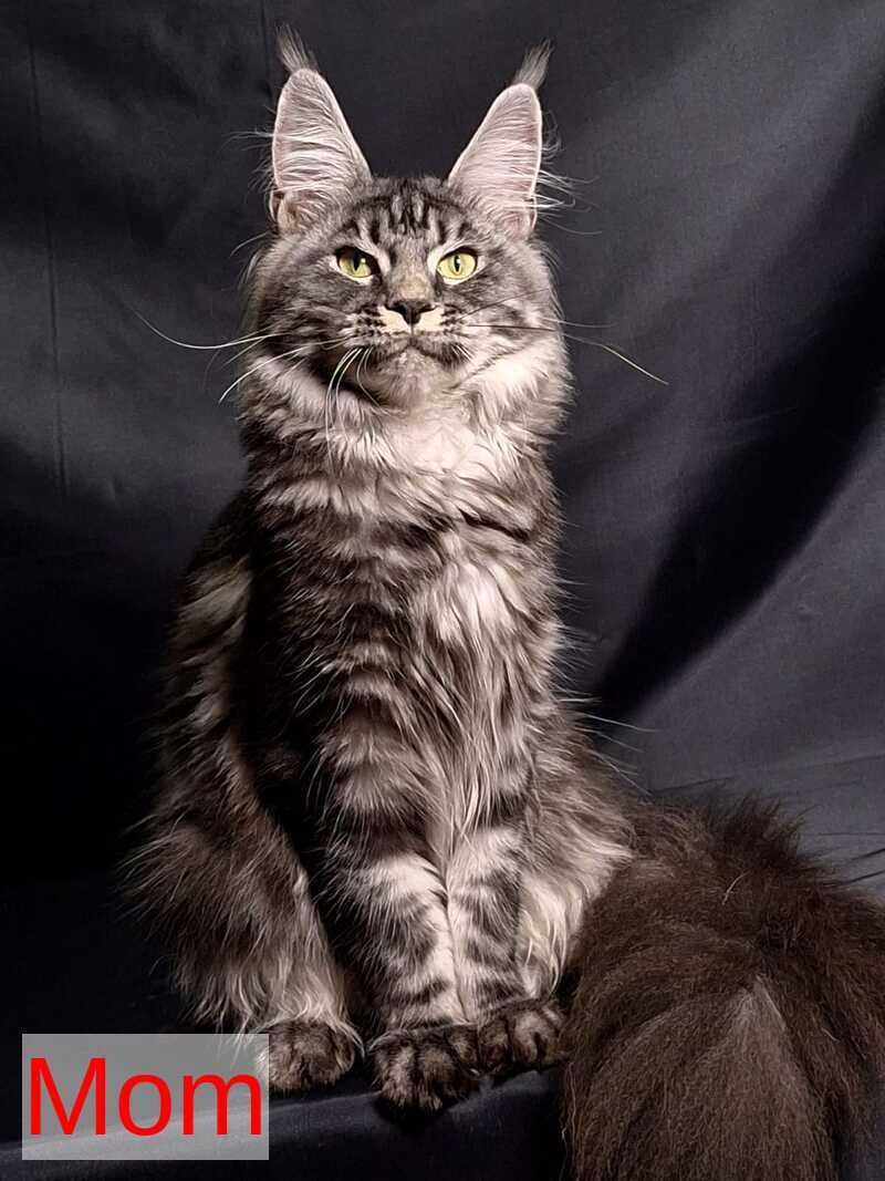 Lilit Maine Coon female, black tortie silver tabby bicolour