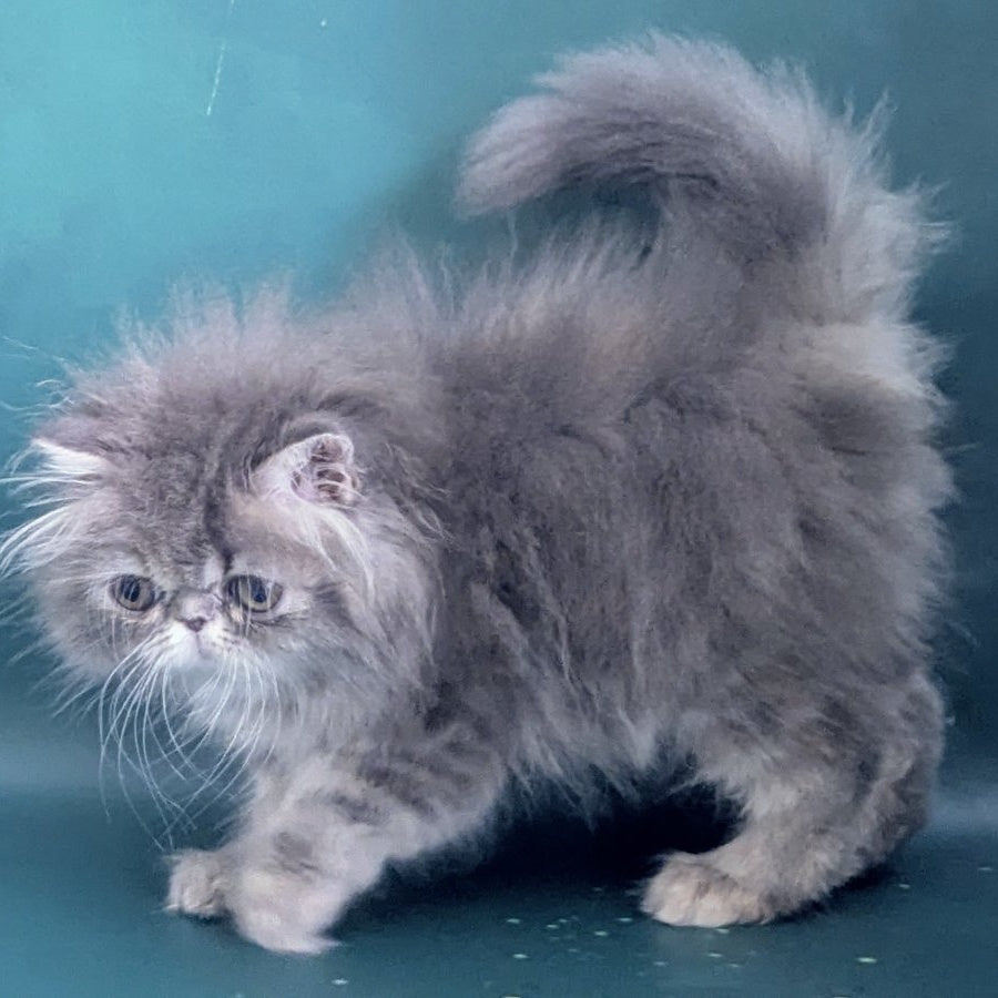 Patricia Persian female, blue tortie