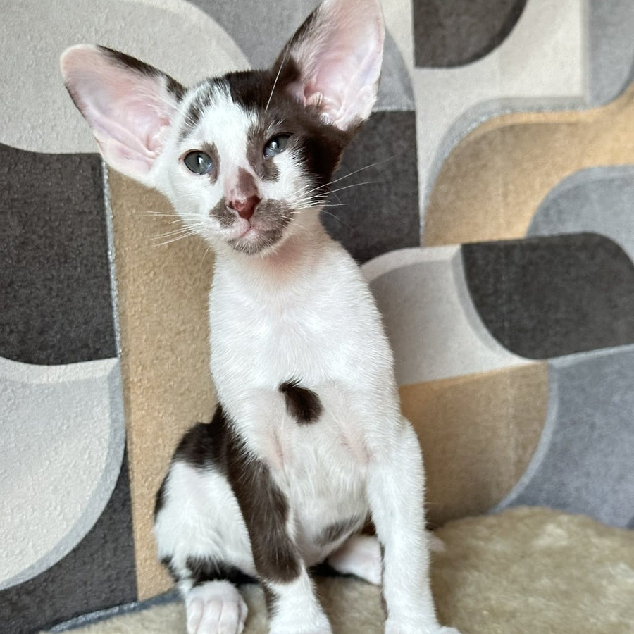 Marzipan Oriental Shorthair male, chocolate bicolour