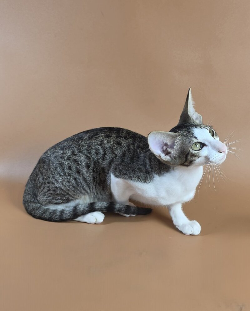 Ulya Oriental Shorthair female black bicolour spotted tabby - live animals