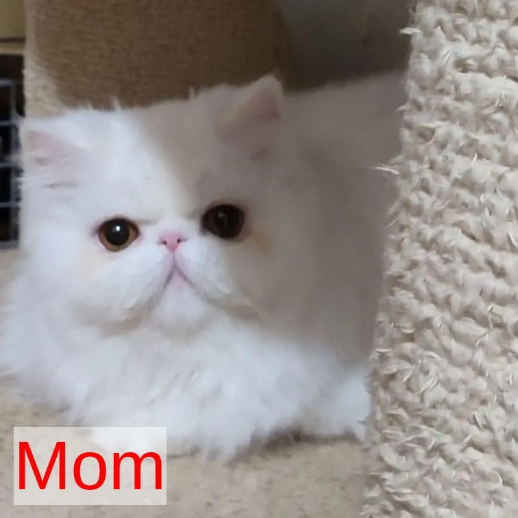 Shiro Persian male, white