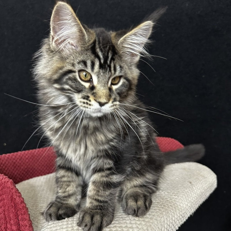 Casper Maine Coon male, black tabby