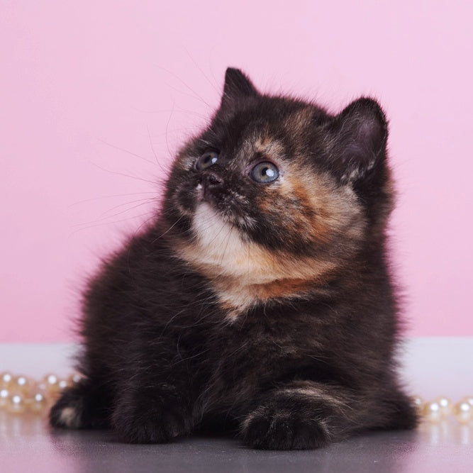 Africa British Shorthair female, black tortie