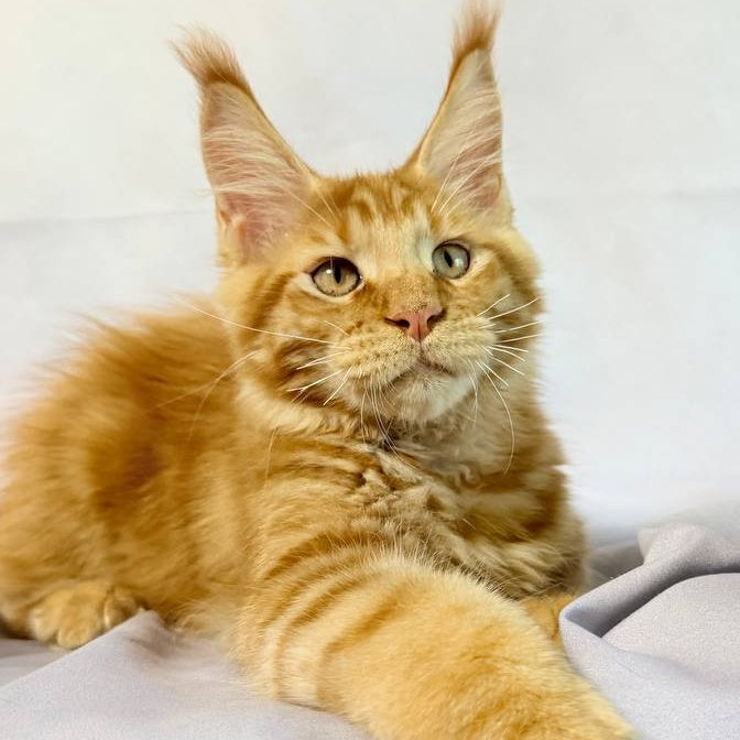 Hermes Maine Coon male, red