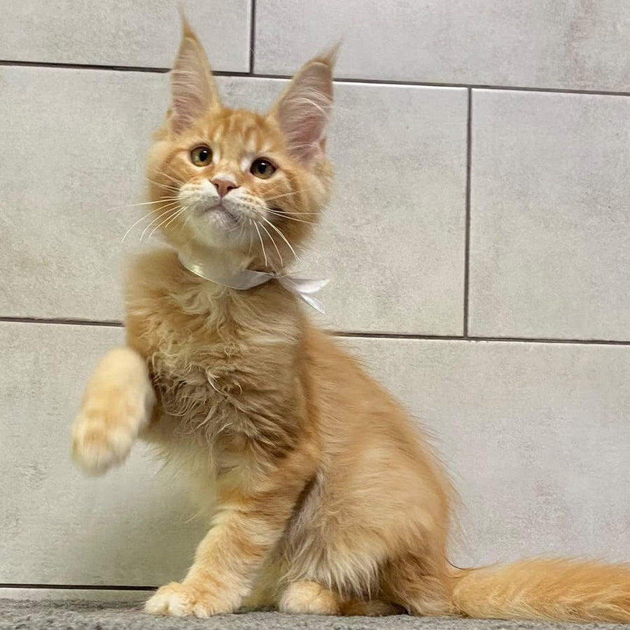 Five Maine Coon male, red tabby