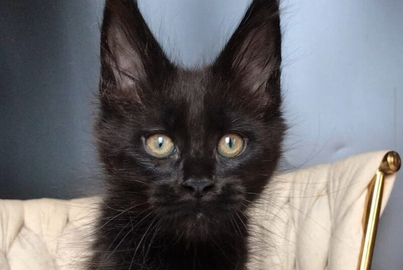 Vlastelina Maine Coon female black - live animals
