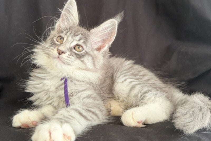 Zibo Maine Coon male, blue silver tabby with white