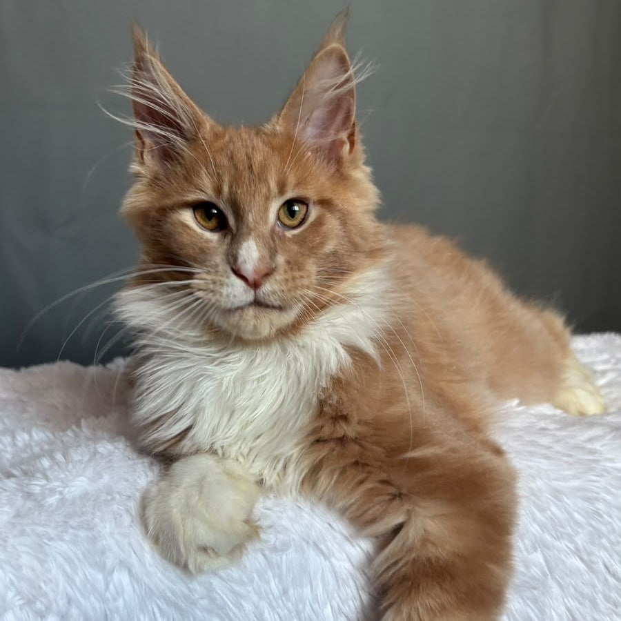 Casper Maine Coon male, cream bicolour