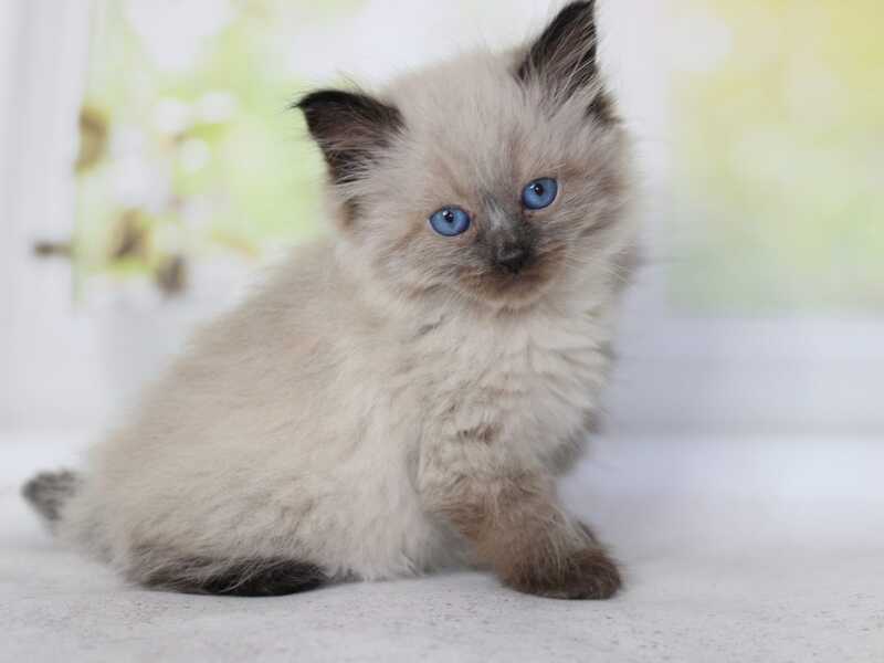 Nils Siberian male black pointed - live animals