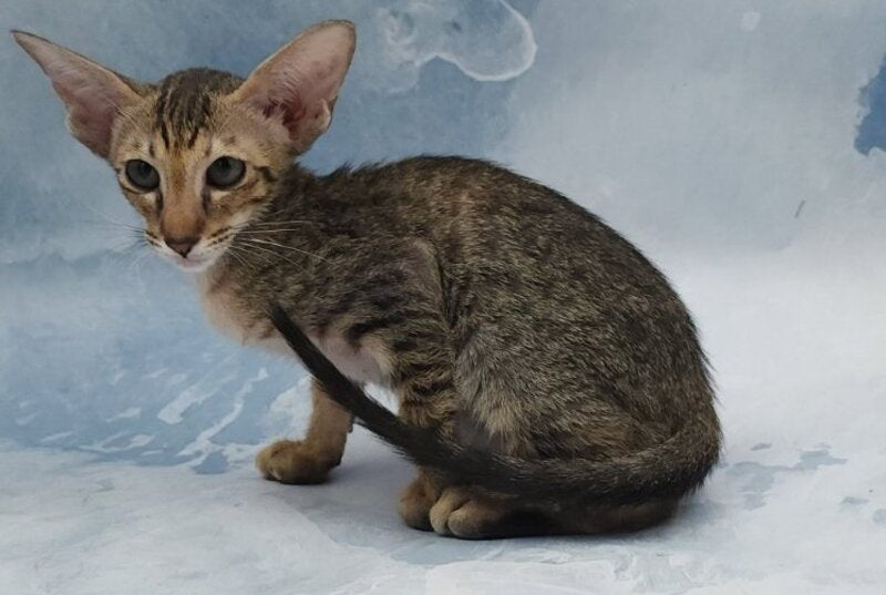 Odette Oriental Shorthair female, black spotted tabby