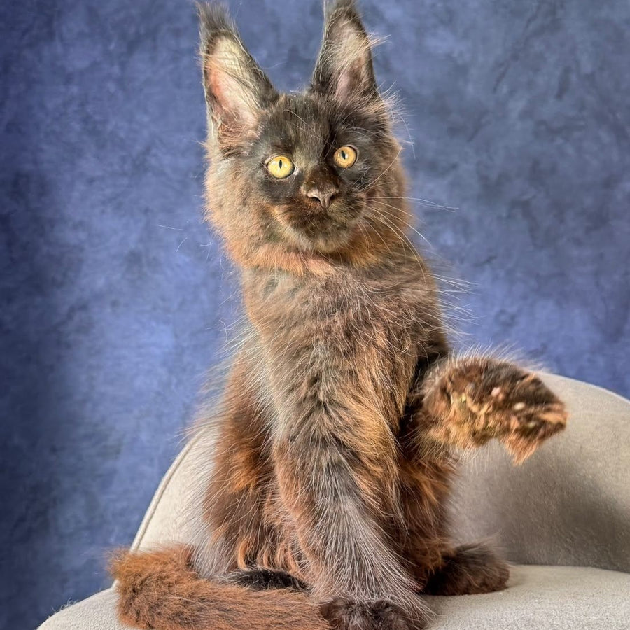 Rene Maine Coon polydactyl 6x6x6x6 male, black with white