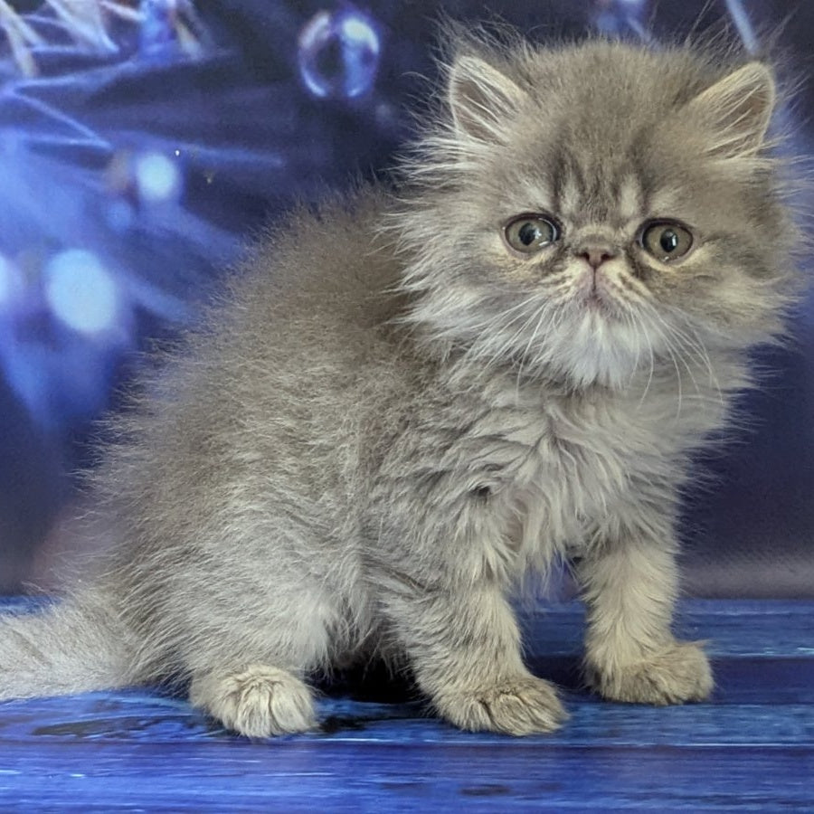 Pavlik Persian male, blue tabby