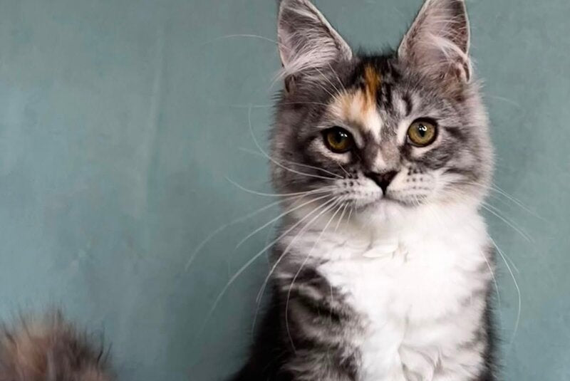 Nestle Maine Coon female, black tortie silver tabby with white