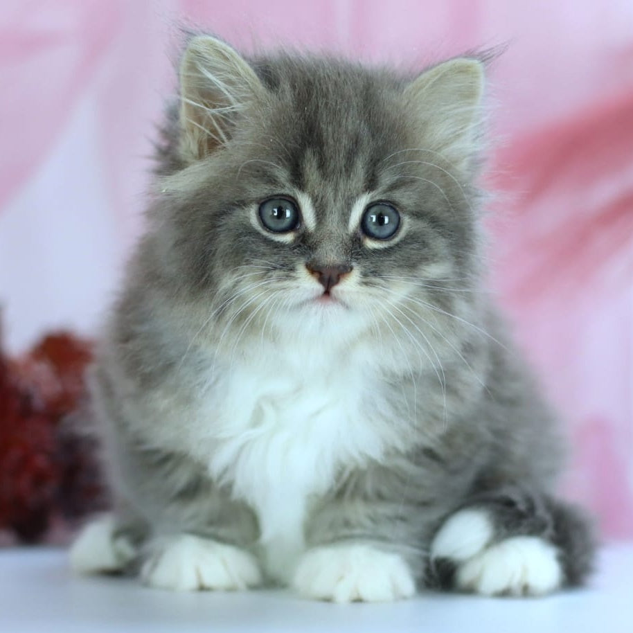 IrtyshIrtysh Siberian male, blue with white spotted tabby