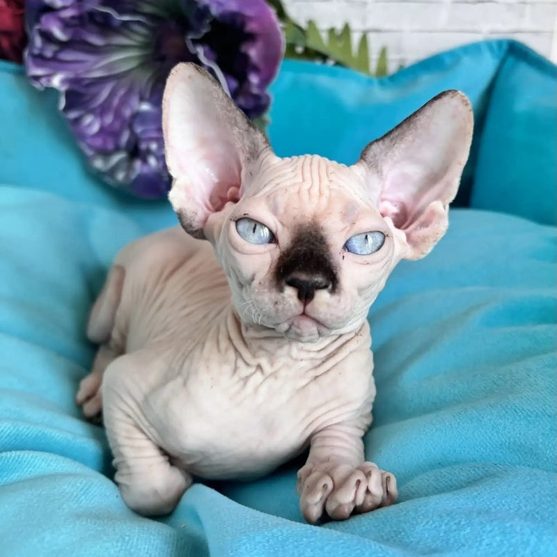 Bagrat Canadian Sphynx male, black pointed bicolour