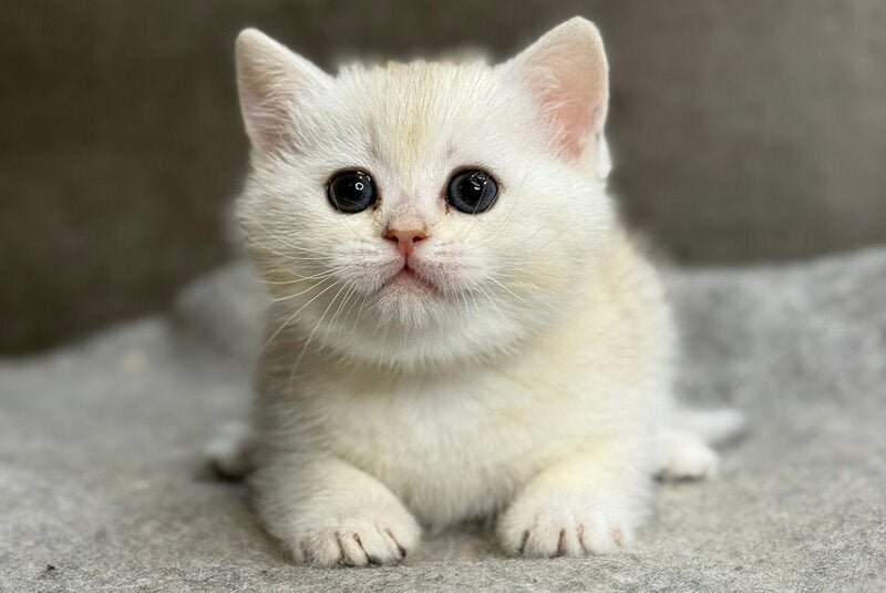 Tanya British Shorthair female, black silver ticked tabby