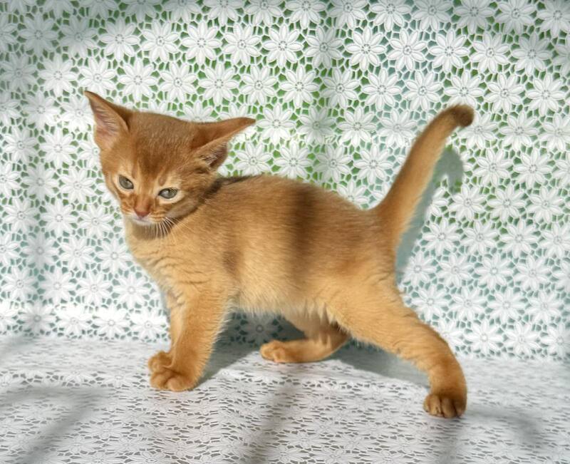 Bakara Abyssinian female sorrel - live animals