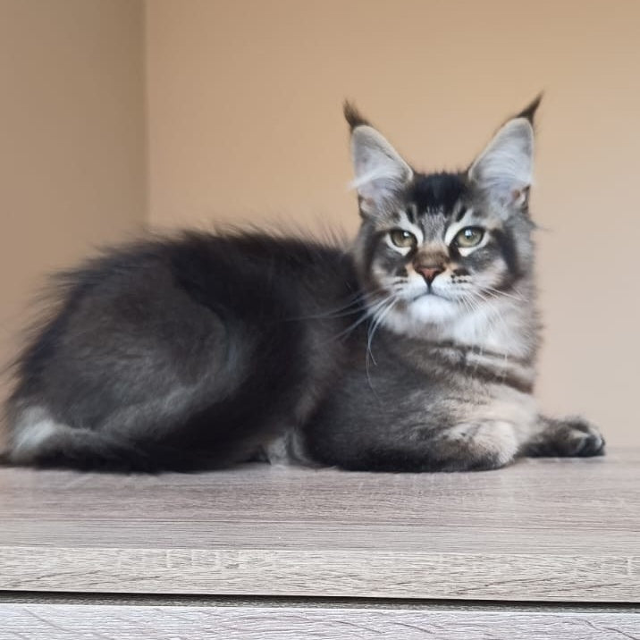 Elif Maine Coon female, black ticked tabby