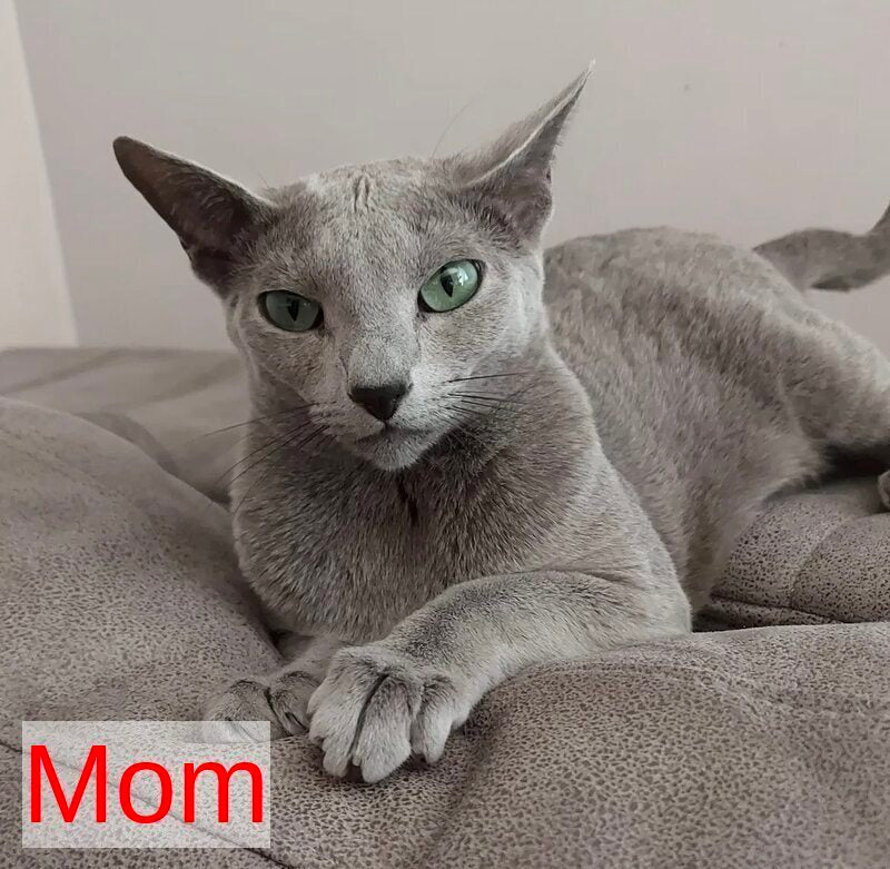 Nik Russian Blue male blue - live animals
