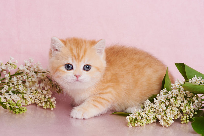 Felix British Shorthair male, chocolate golden spotted tabby