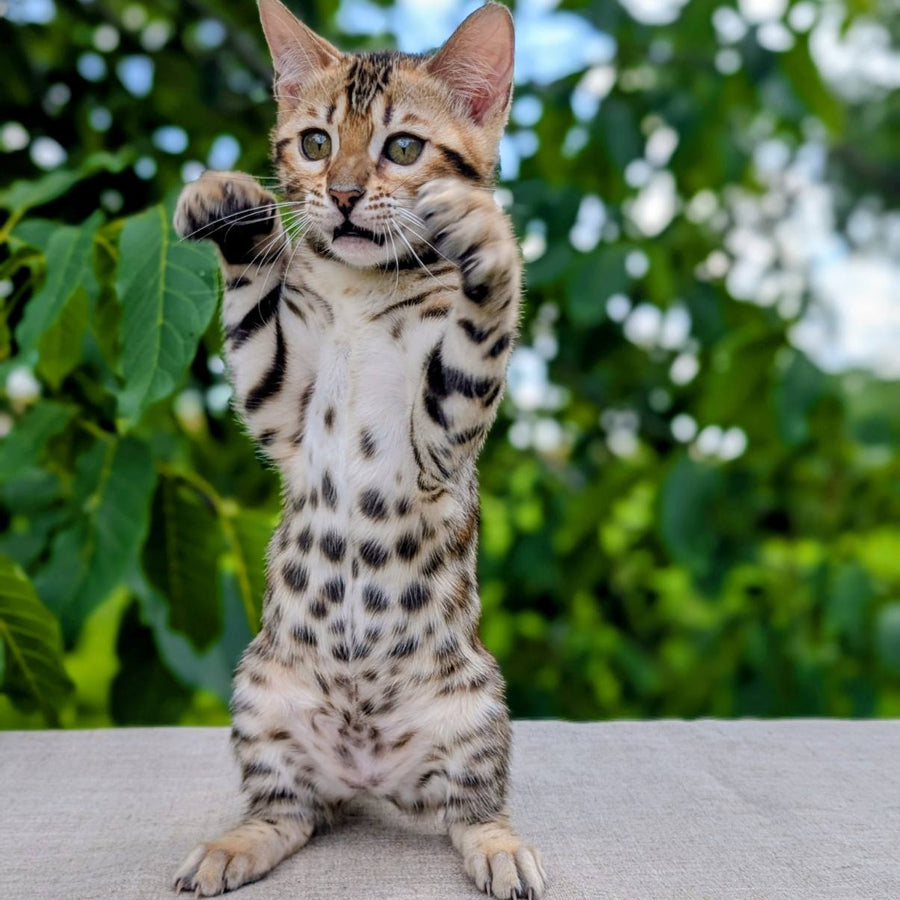 Zuri Bengal female, black spotted tabby