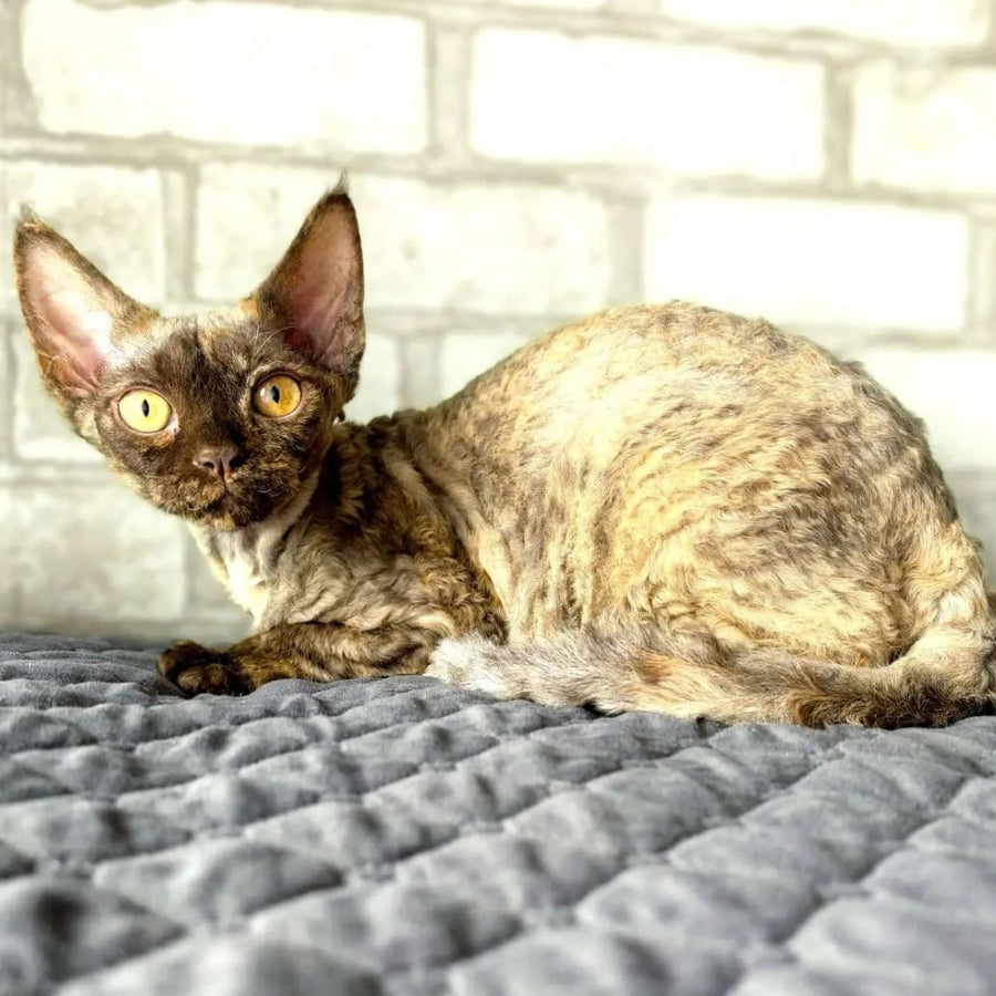 Arnij Devon Rex female, chocolate tortie