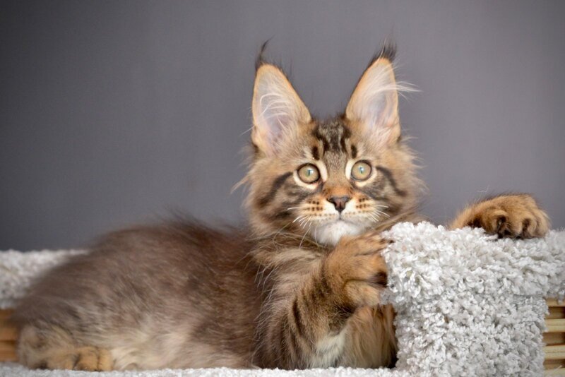 Whitewood Maine Coon male black tabby - live animals