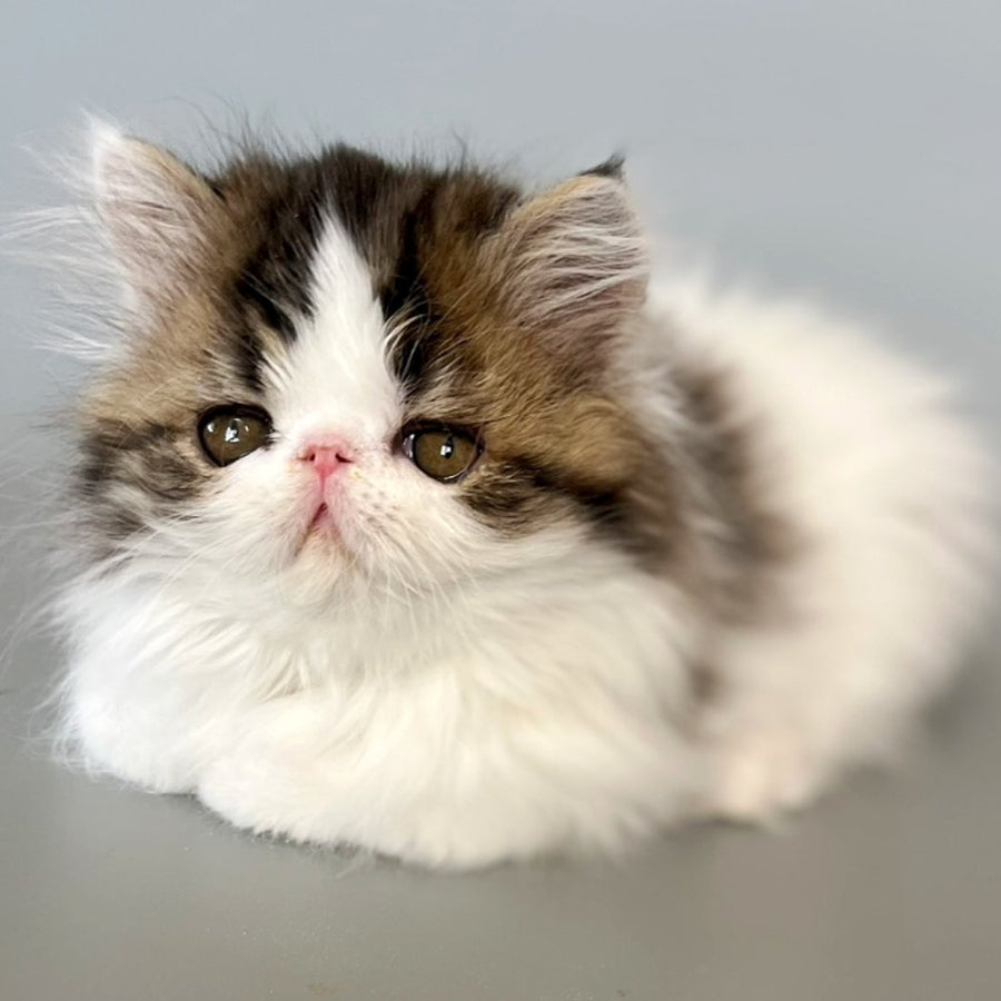 Armani Persian male, black spotted tabby van